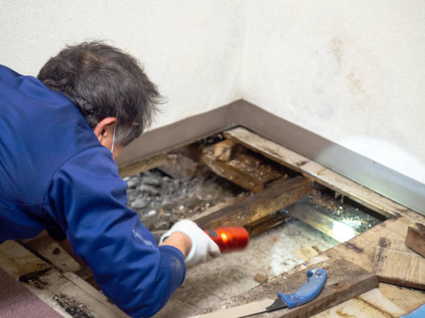 Best Residential Mold Remediation in Booker, TX