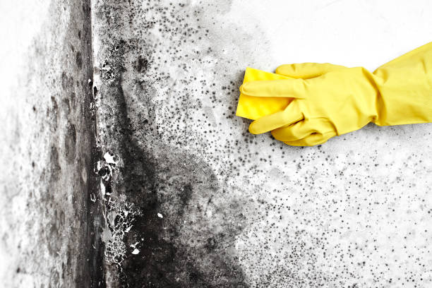 Best DIY Mold Remediation Support Services in Booker, TX