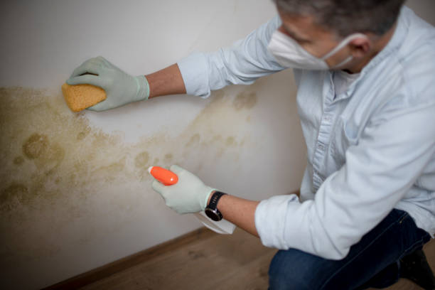 Best Mold Testing and Inspection Services in Booker, TX