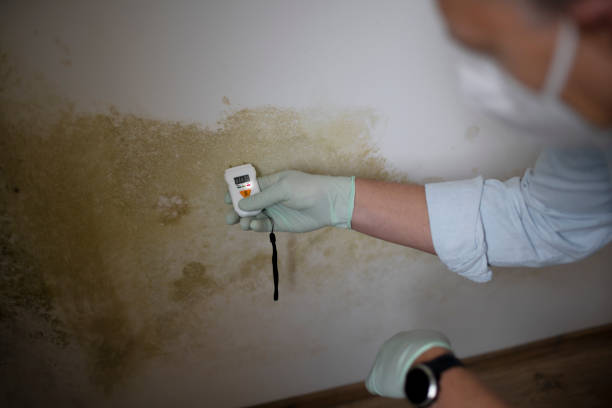 Best Crawl Space Mold Remediation in Booker, TX