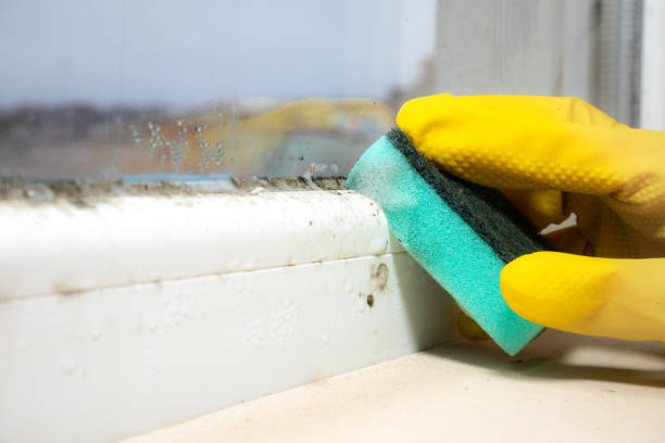 Best White Mold Remediation in Booker, TX
