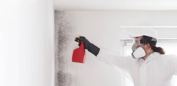 Best Black Mold Remediation in Booker, TX