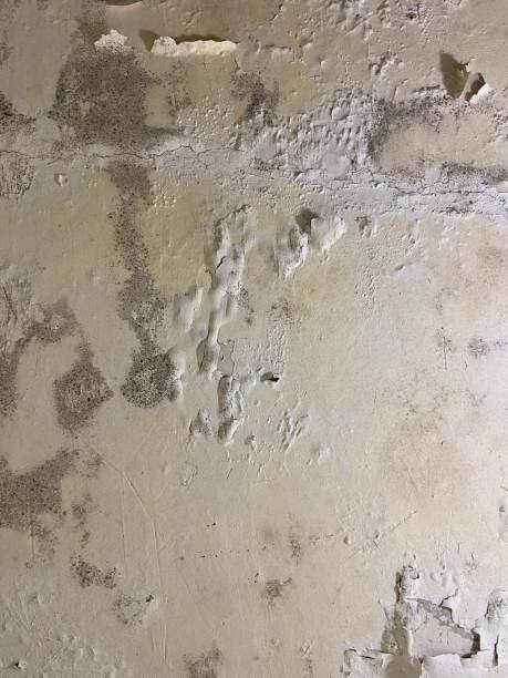 Best Bathroom Mold Remediation in Booker, TX