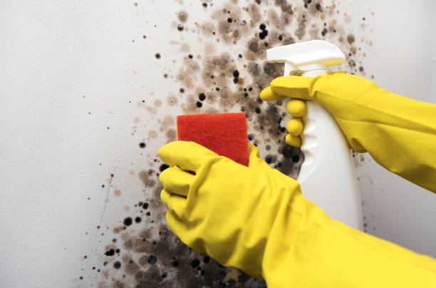 Best Basement Mold Remediation in Booker, TX