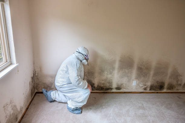 Best Post-Flood Mold Remediation in Booker, TX