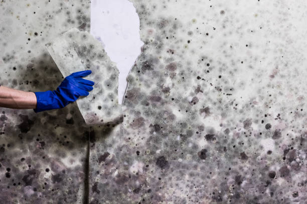 Best Residential Mold Remediation in Booker, TX
