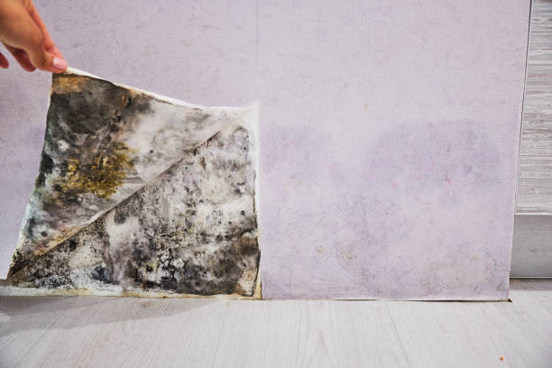 Best Attic Mold Remediation in Booker, TX